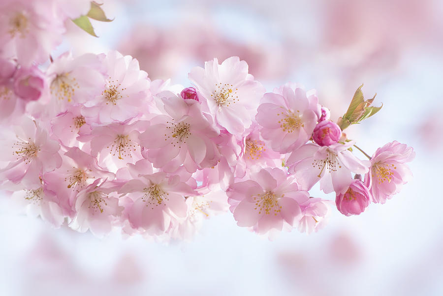 Buds and Blossom Photograph by Jacky Parker - Fine Art America