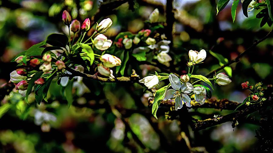 Buds And Blossoms Photograph by Jerry Sodorff