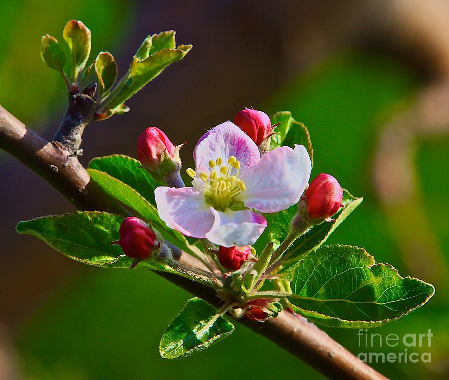 Buds and Blossoms Photograph by Robert Pearson