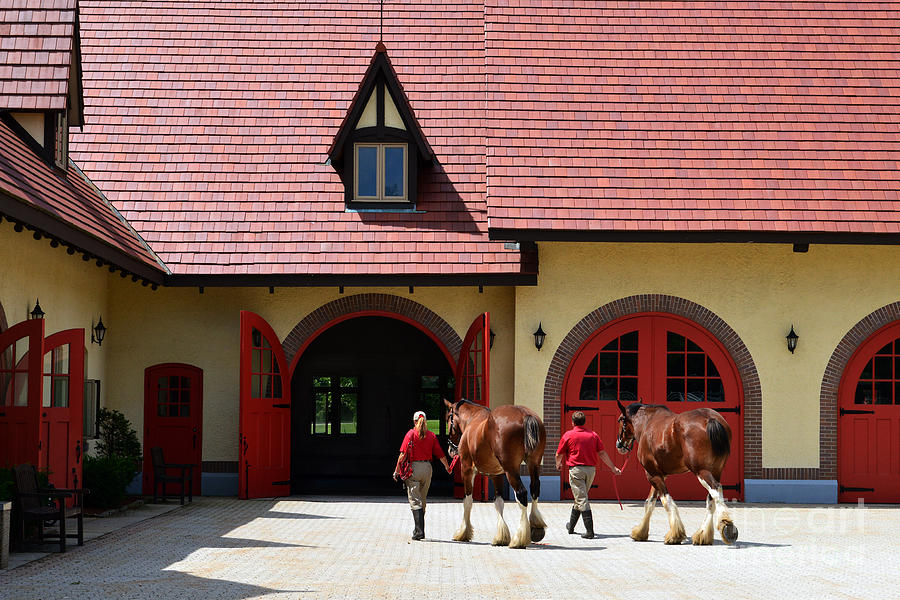 Budweiser Clydesdales in New Hampshire Photograph by Catherine Sherman