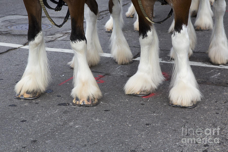 Budweiser Clydesdales Photograph by Jim West