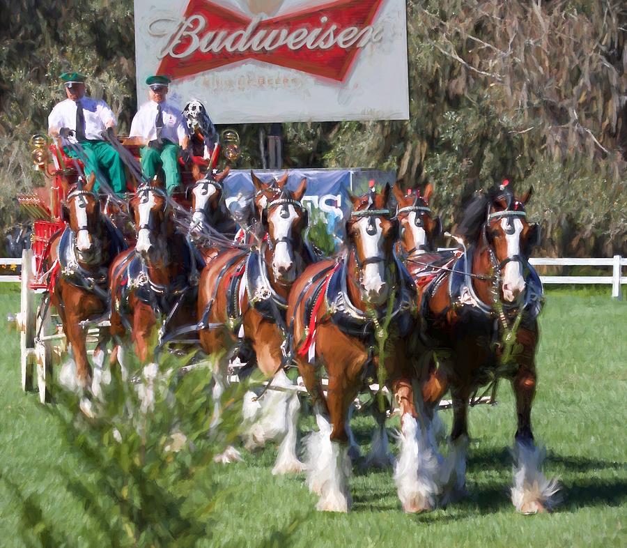 Budweiser Clydesdales Perfection Photograph by Alice Gipson
