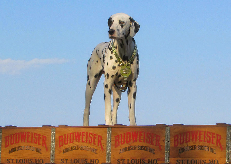 Budweiser Dalmatian Photograph by Vic Montgomery