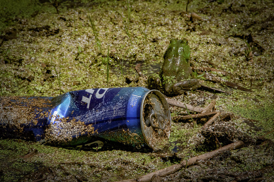 Budweiser Frog Photograph by Ray Congrove