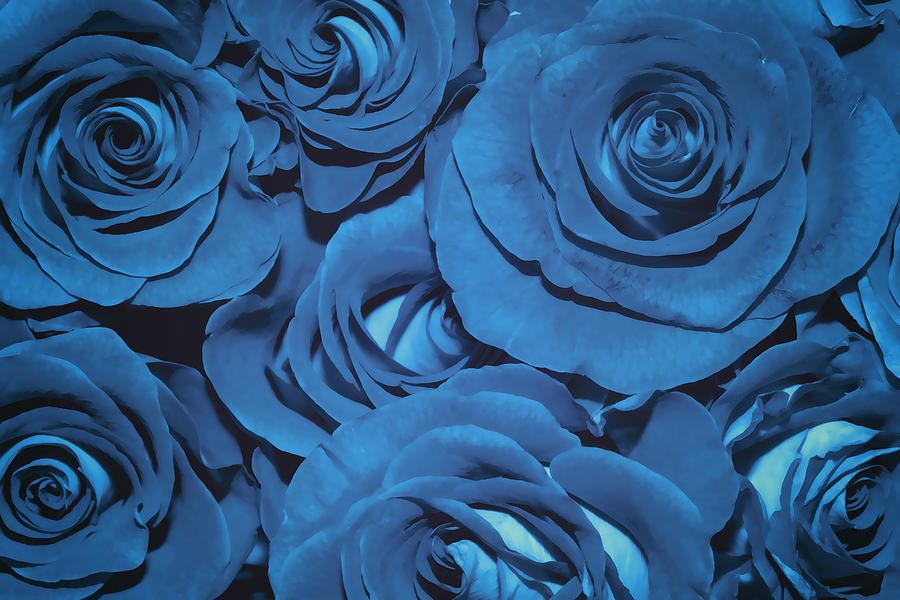 Rose Photograph - Blue Suede Bouquet Of Roses  by SharaLee Art