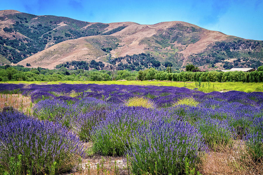 Buellton Lavender Field Photograph by Lynn Bauer