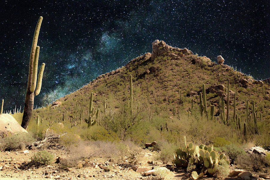 Desert Photograph - Buenas Noches, Saguaro by Gilbert Gilbert