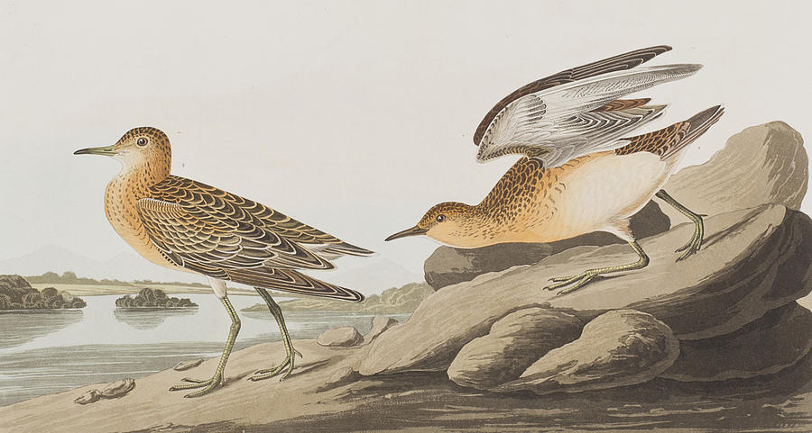 Bird Painting - Buff Breasted Sandpiper by John James Audubon