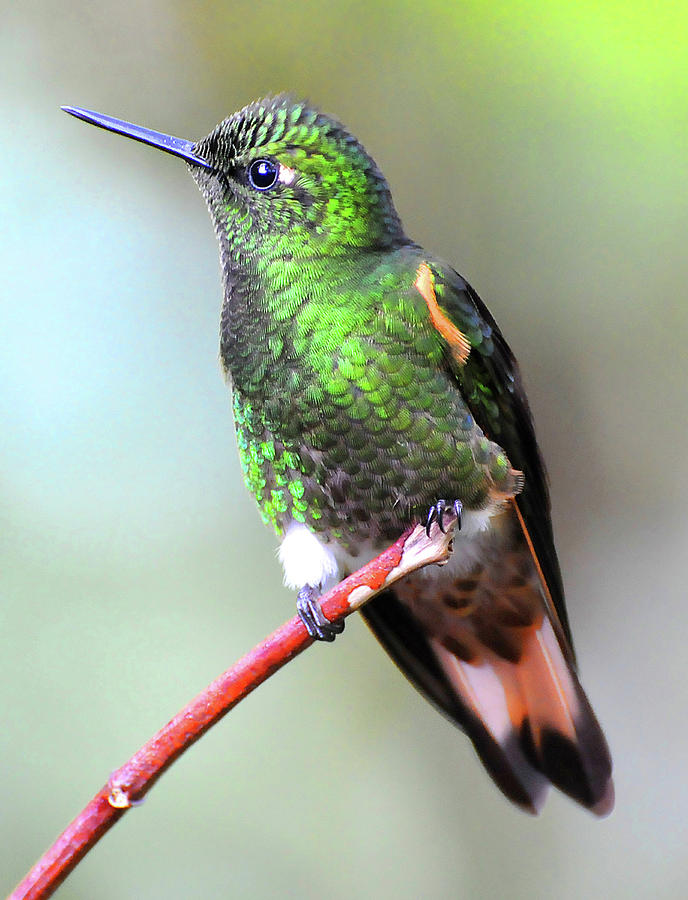 Buff Hummingbird Photograph by Ted Keller