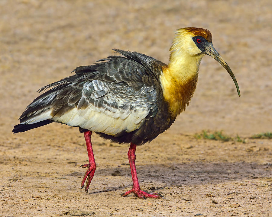 Ibis Photograph - Buff-necked Ibis by Tony Beck