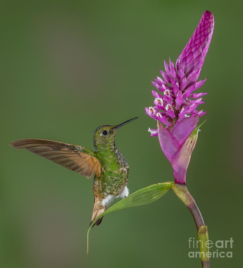Buff-tailed Coronet Hummingbird on Robust Elleanthus Photograph by Jerry Fornarotto