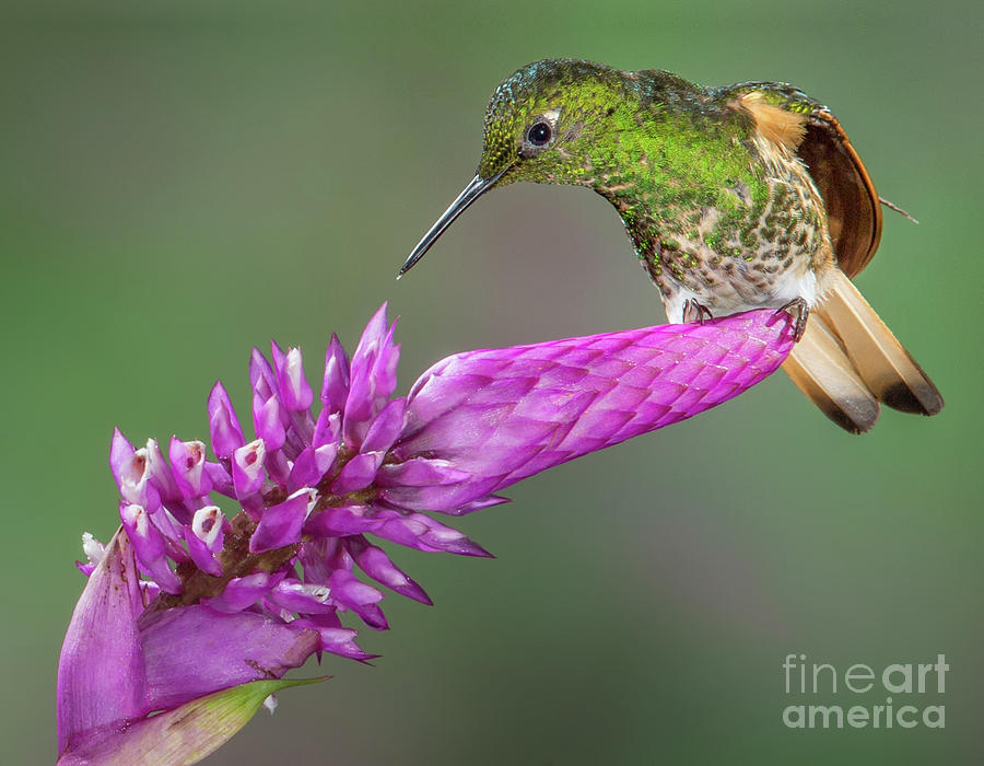 Buff-tailed Coronet Hummingbird Perched Photograph by Jerry Fornarotto