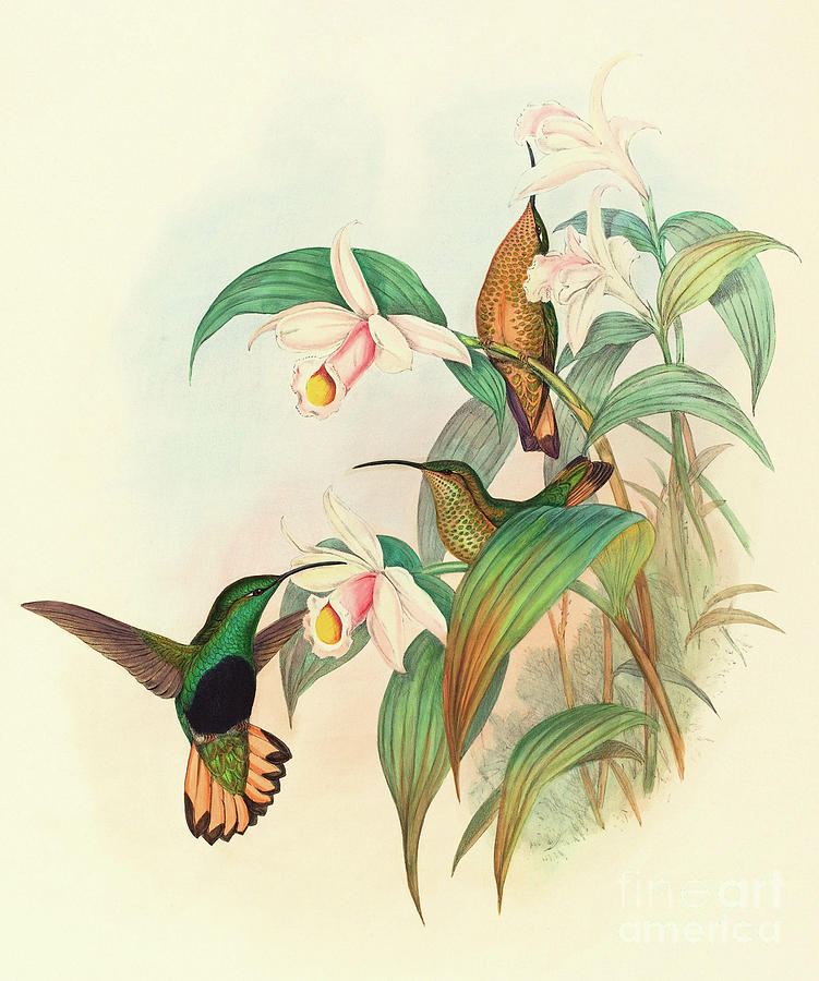 Hummingbird Painting - Buff Tailed Velvet Breast by John Gould