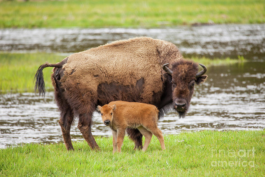 Buffalo and Baby Photograph by Bret Barton