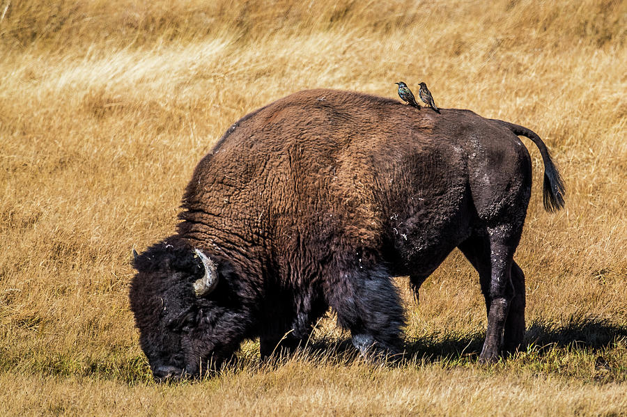 Buffalo and Birds Photograph by Paul Freidlund