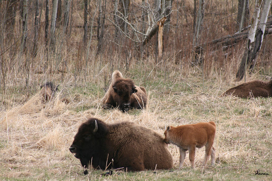 Buffalo and Calf Photograph by Andrea Lawrence