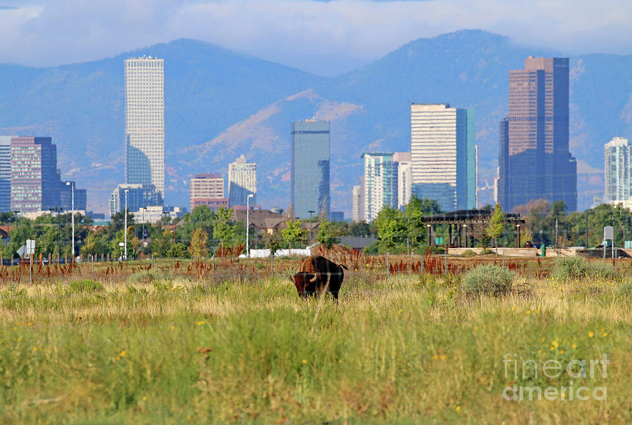 Buffalo and Downtown Denver _9682 Photograph by Jack Schultz