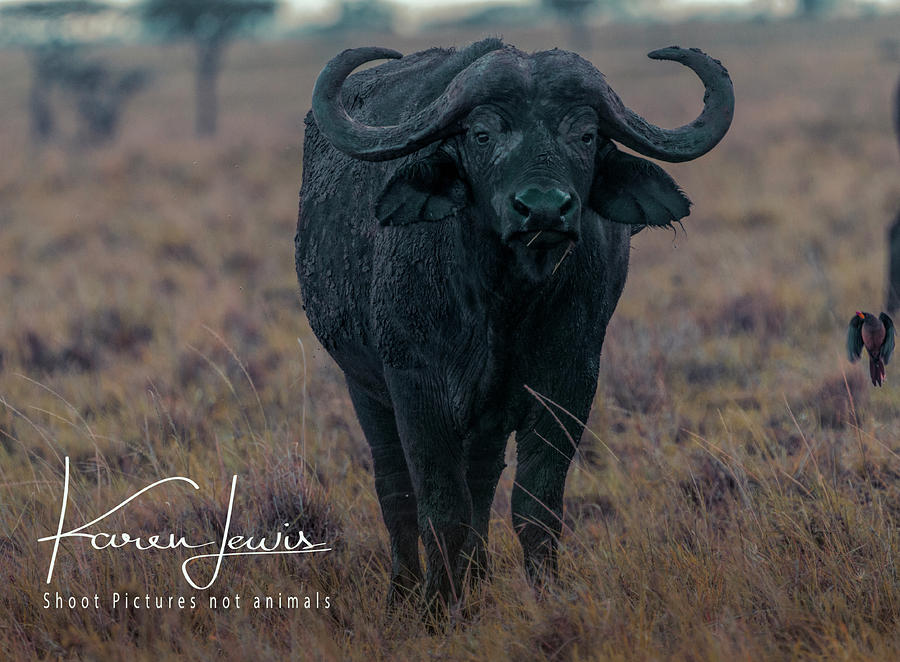 Buffalo and Friend Photograph by Karen Lewis