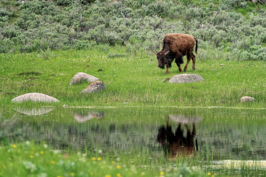 Buffalo and Reflection Yellowstone NP GRK7719_05272018  Photograph by Greg Kluempers