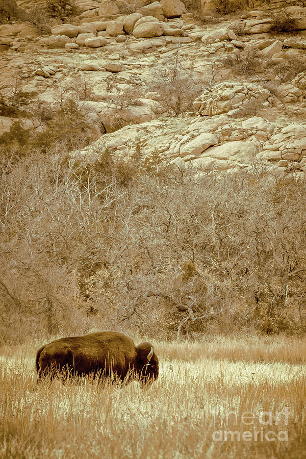 Buffalo And Rocks Photograph by Robert Frederick