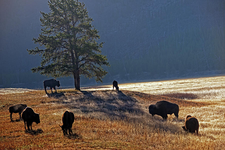 Buffalo at Dawn  Photograph by Ed McDermott