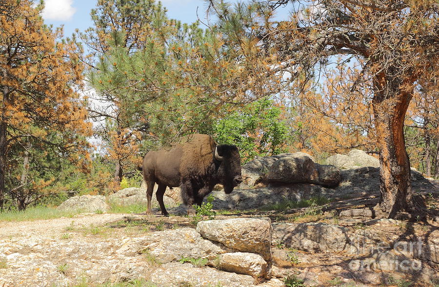 Buffalo At Dying Pine Photograph by Robert Frederick