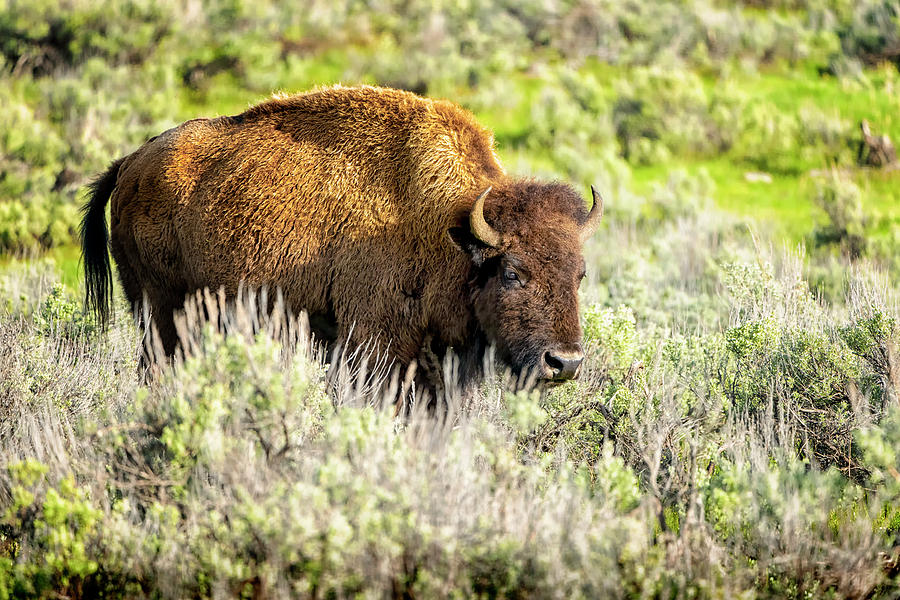 Buffalo at Yellowstone NP_GRK6664_05212018-2 Photograph by Greg Kluempers