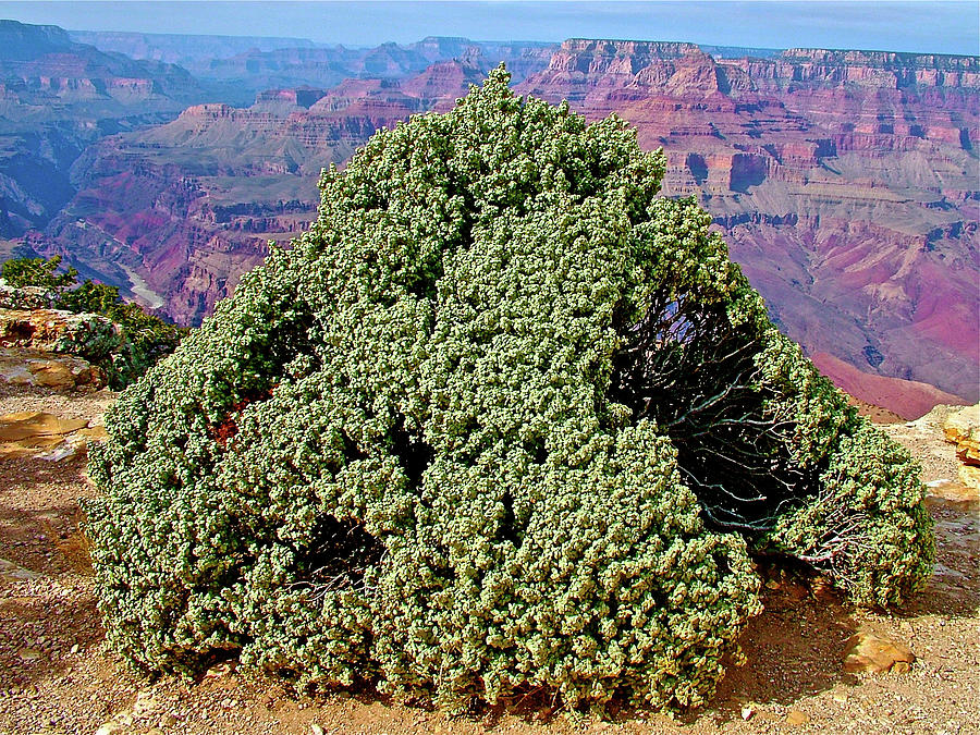 Buffalo Berry Bush by Lipan Point on East Side of South Rim of Grand Canyon National Park-Arizona Photograph by Ruth Hager