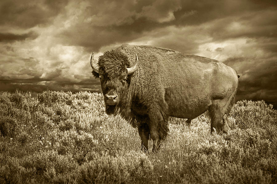 Buffalo Bison at Yellowstone in Sepia Photograph by Randall Nyhof