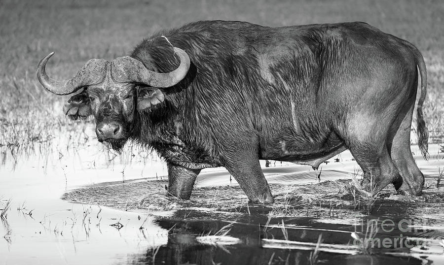 Buffalo Photograph - Buffalo Black And White by THP Creative