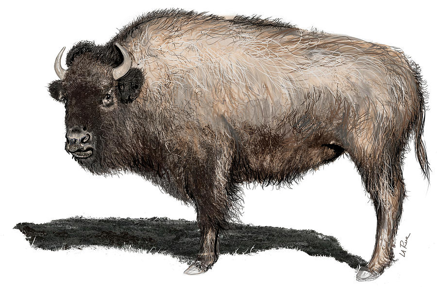 Buffalo, Bubalus Painting