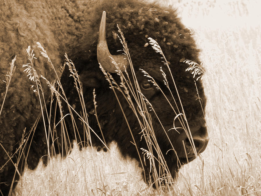 Buffalo Bull in October Photograph by Cris Fulton
