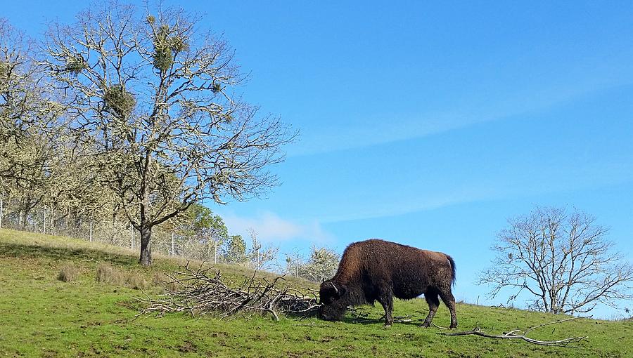 Buffalo Bull Photograph by Suzy Piatt