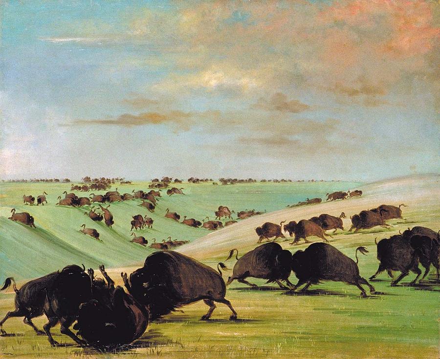 Wildlife Painting - Buffalo Bulls Fighting in Running Season by Celestial Images