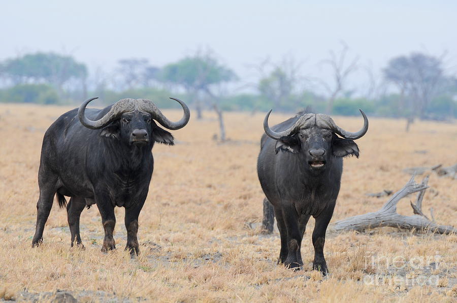 Buffalo bulls Photograph by Roger Brown Fine Art America