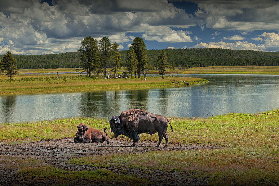 Buffalo by Yellowstone River Photograph by Randall Nyhof