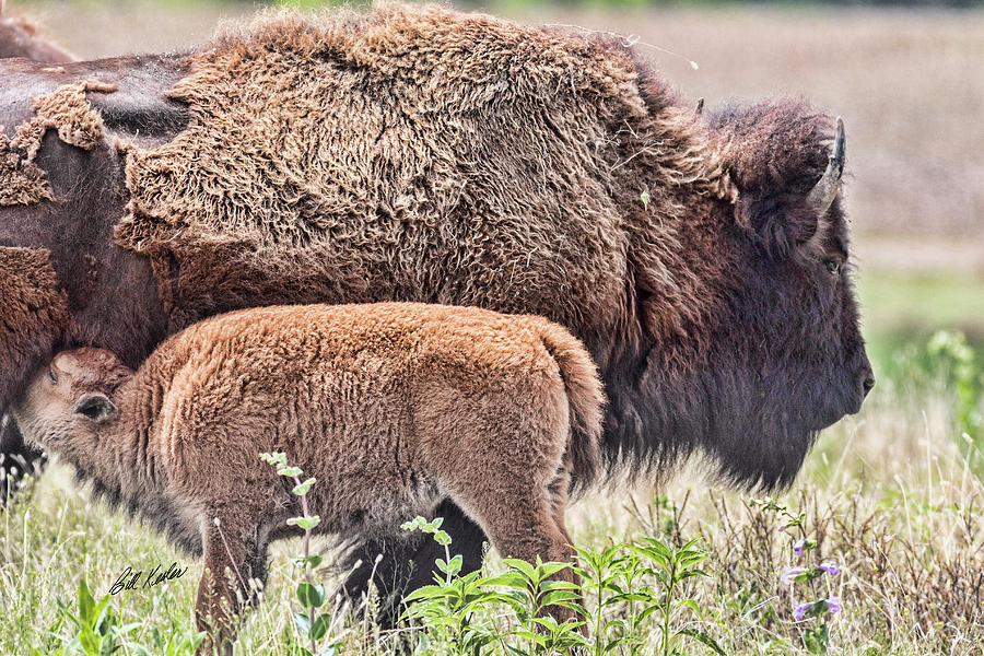 Buffalo Calf And Proud Mom Photograph by Bill Kesler