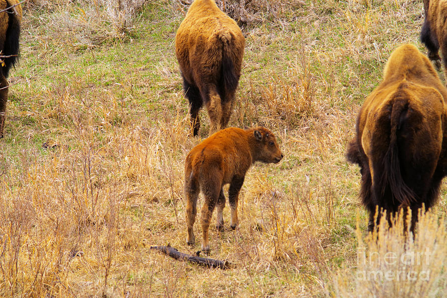  Buffalo Calf in The Dakotas Photograph by Jeff Swan