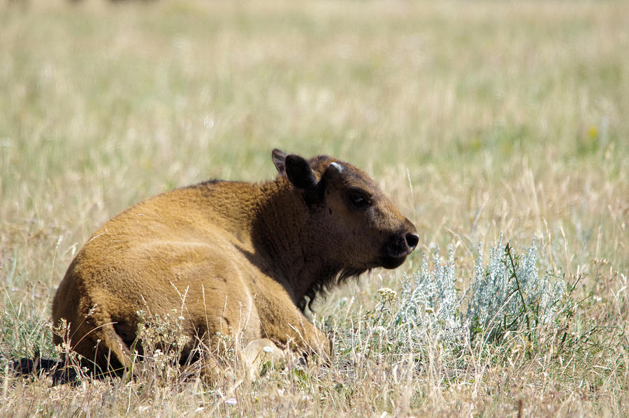 Buffalo Photograph - Buffalo Calf by Jeff Swan