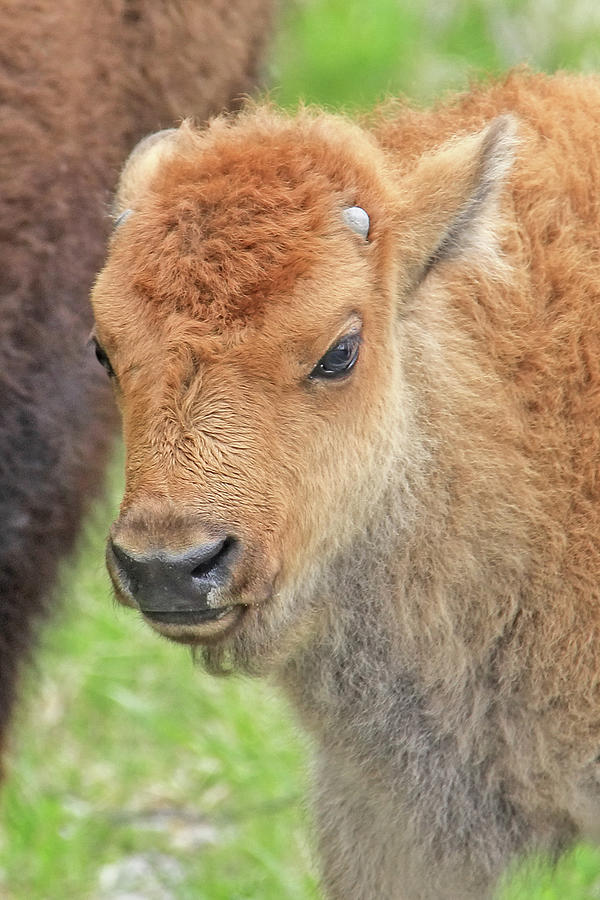 Buffalo Calf Portrait Photograph by Jennie Marie Schell