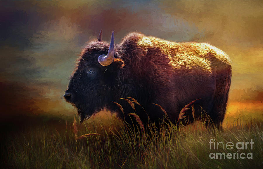 Buffalo Cow Photograph by Jan Galland