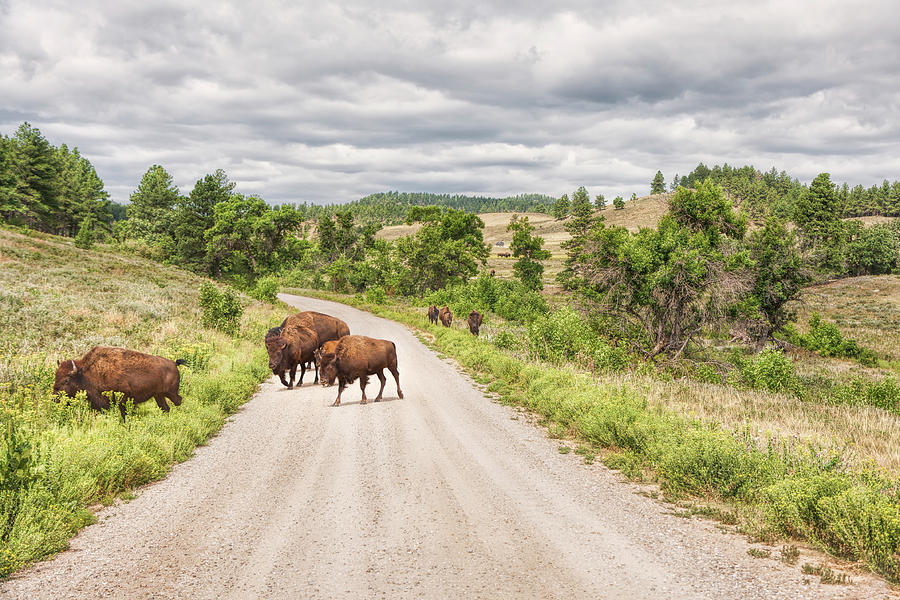 Bison Photograph - Buffalo Crossing by John M Bailey