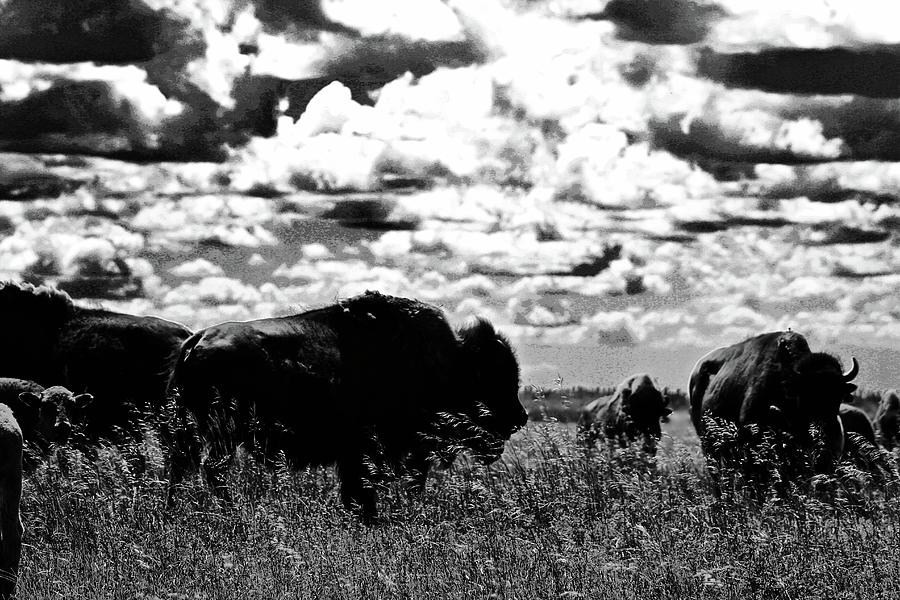 Buffalo Dark Sky Photograph by Brian Sereda