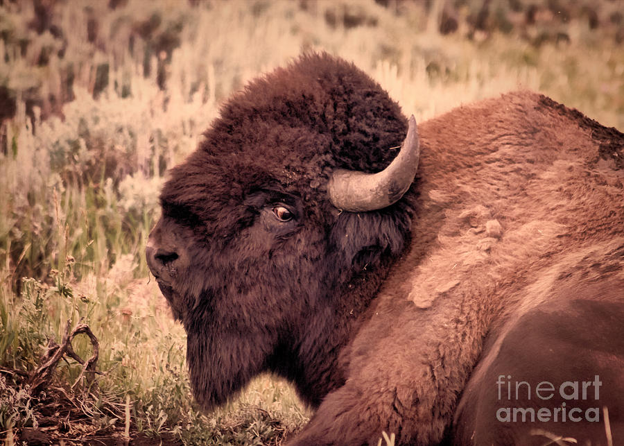 Buffalo Eye on You Photograph by Janice Pariza