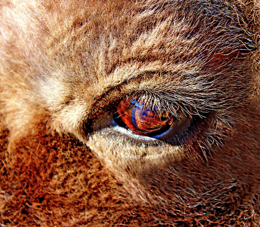 Buffalo Photograph - Buffalo Eye Reflection by Dale E Jackson