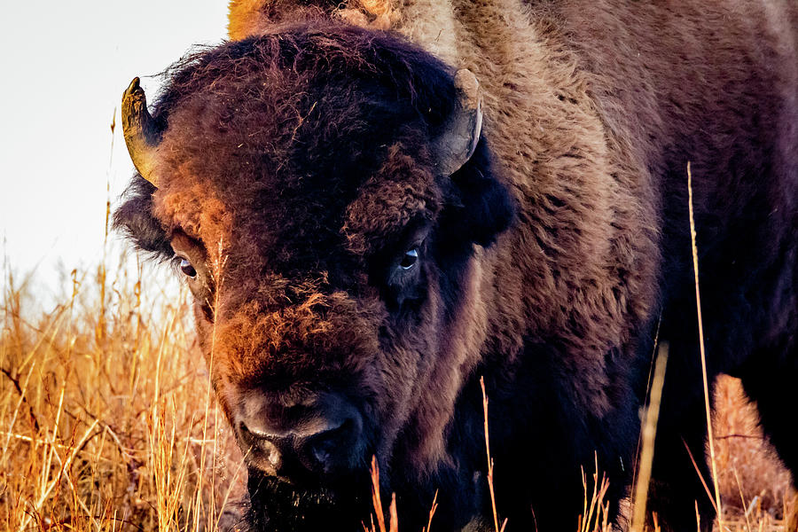 Buffalo Face Photograph by Jay Stockhaus