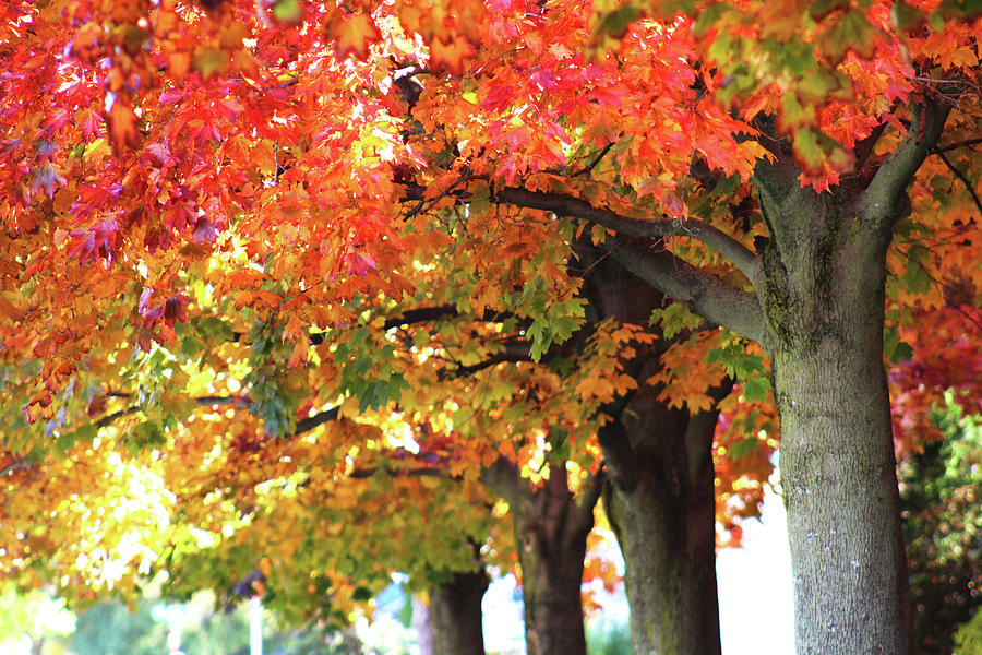 Buffalo Fall Foliage Photograph by Liz Hajek