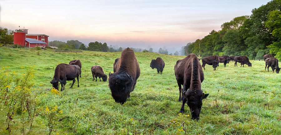 Buffalo Farm Photograph by Robert Clifford
