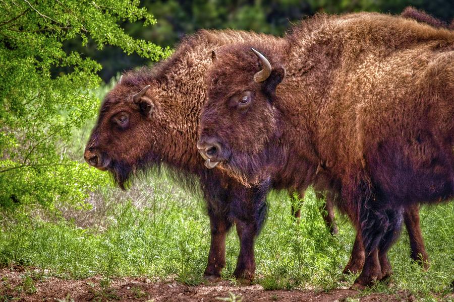 Buffalo Friends Photograph by Linda Unger