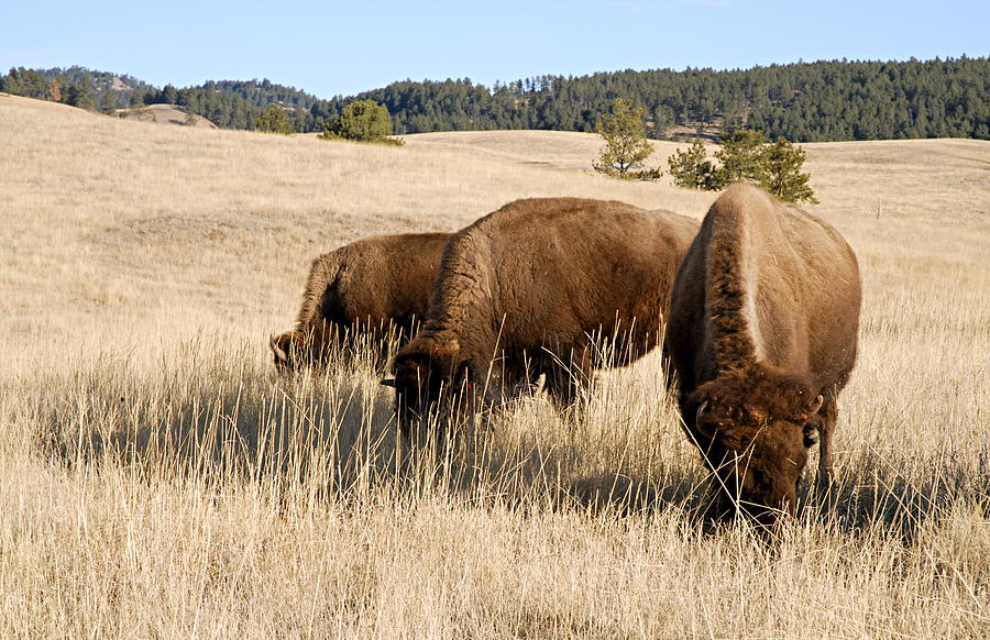 Buffalo Gals Photograph by Larry Ricker
